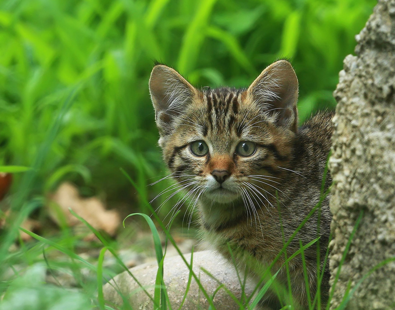 Junge Wildkatze