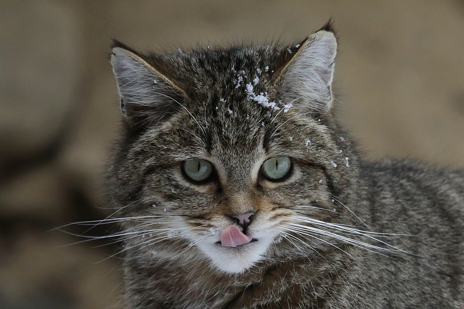 Junge Wildkatze