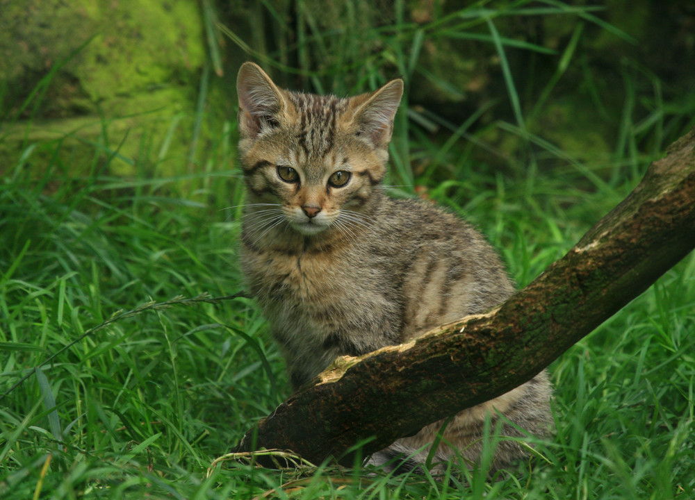 Junge Wildkatze