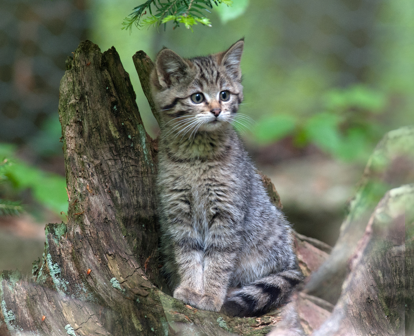 Junge Wildkatze Foto Bild Fotos World Hunde Bilder Auf Fotocommunity