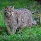 junge Wildkatze auf der Pirsch