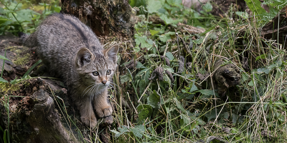 junge Wildkatze