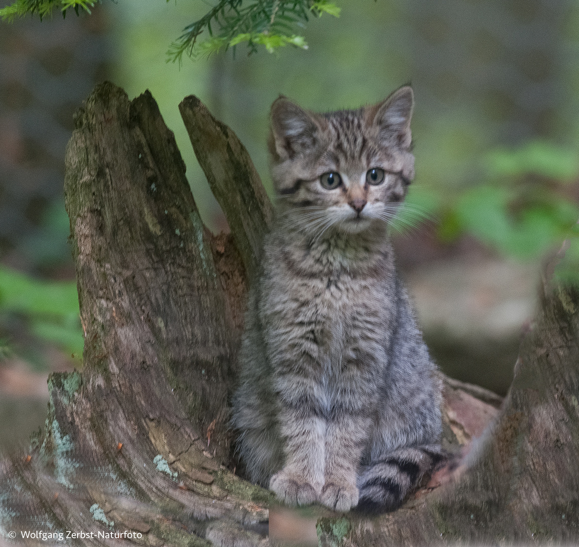 --- Junge Wildkatze ---  ( Bay.-Wald.)