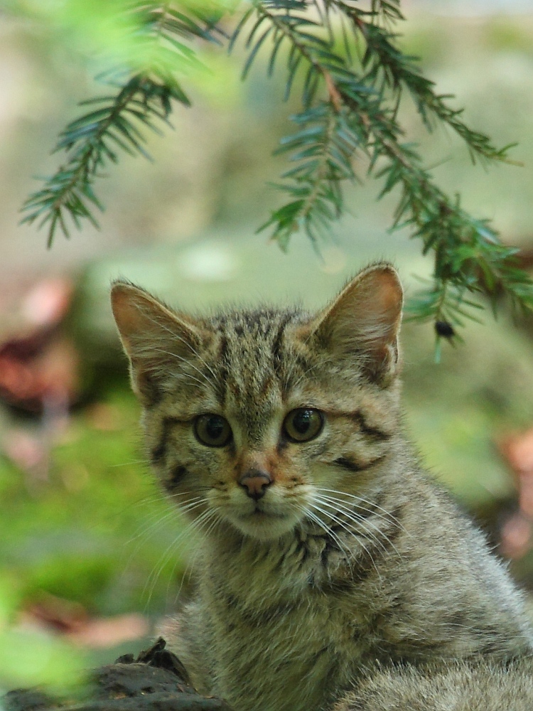 junge Wildkatze