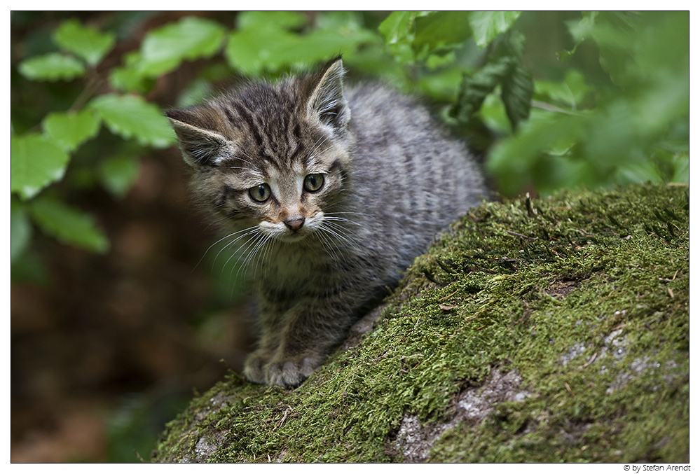 Junge Wildkatze