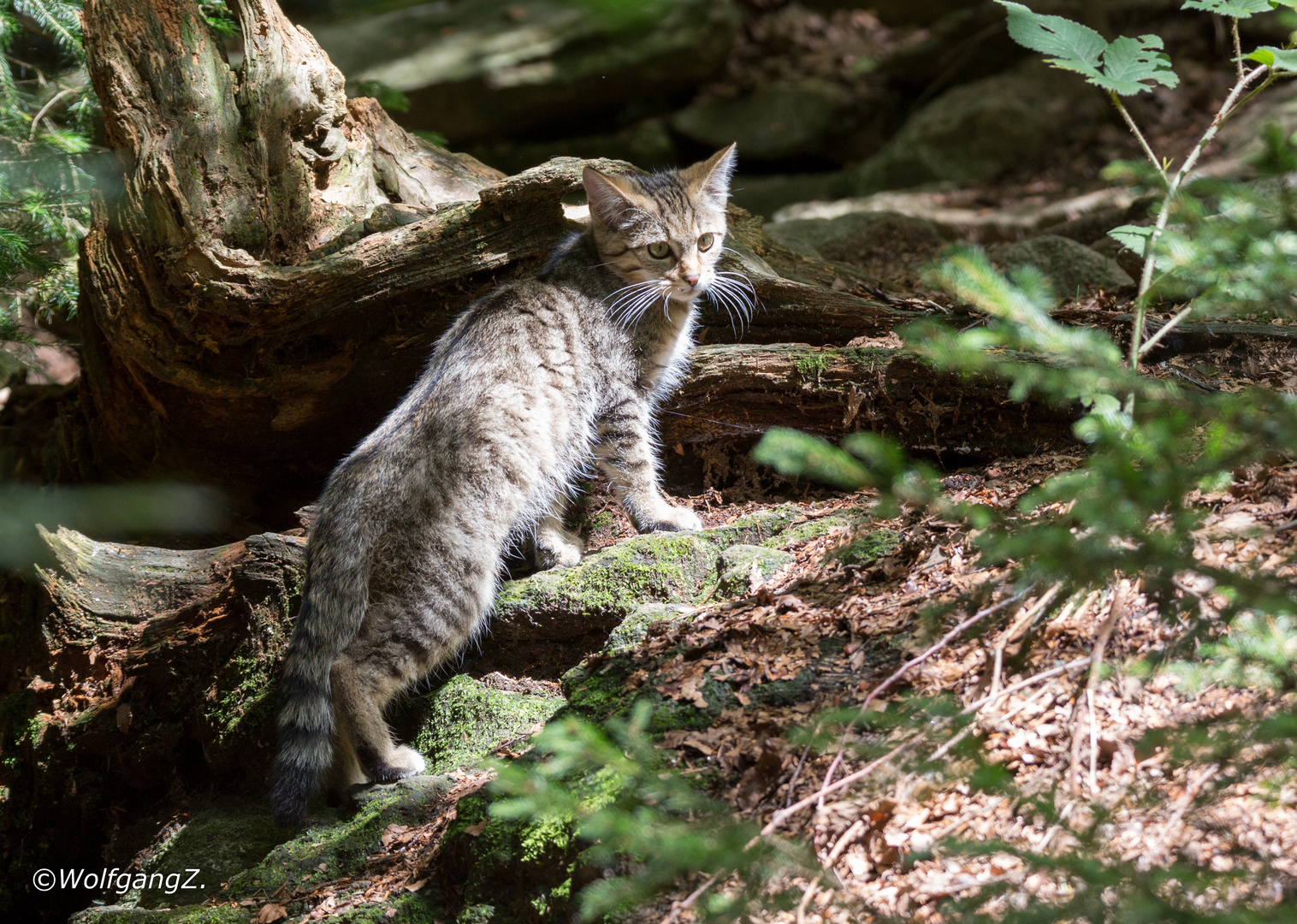 junge Wildkatze