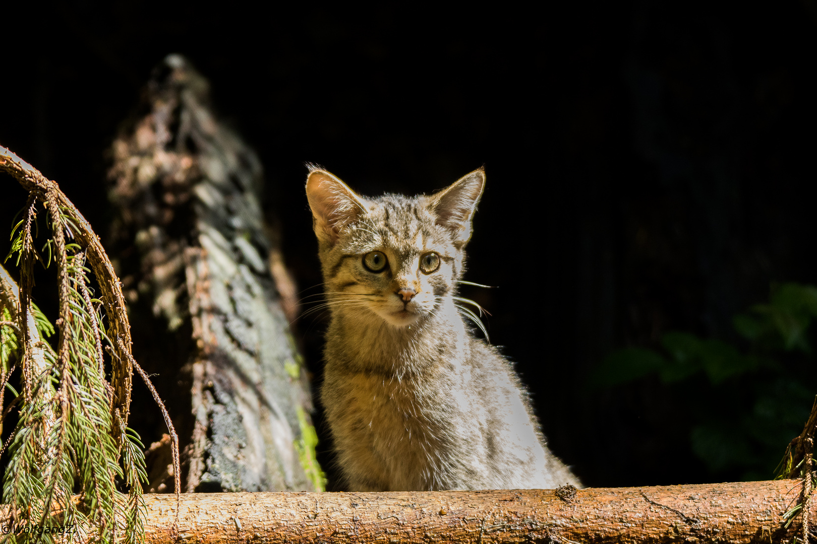 Junge Wildkatze