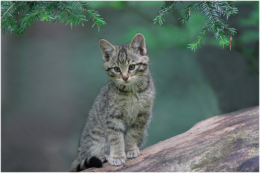 junge Wildkatze