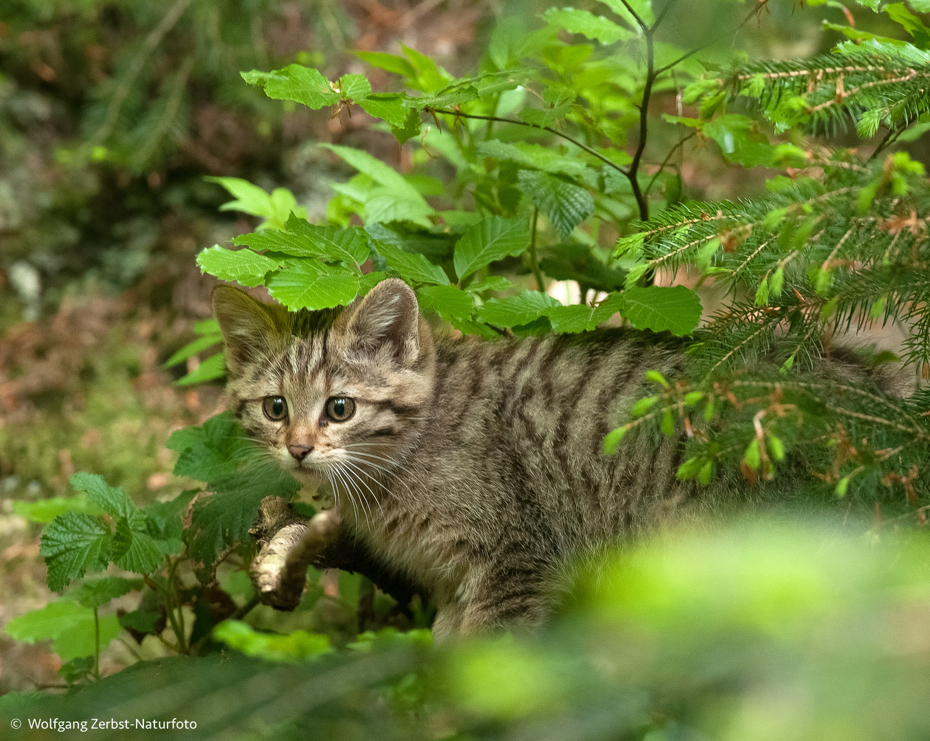 -   Junge Wildkatze -  ( Felis silvestris )