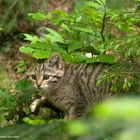 -   Junge Wildkatze -  ( Felis silvestris )