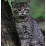 -- Junge Wildkatze -- ( Felis silvestris ) Bay. - Wald