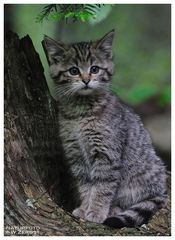 -- Junge Wildkatze -- ( Felis silvestris ) Bay. - Wald