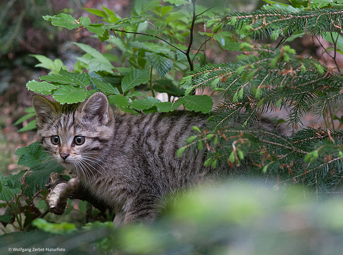 --- Junge Wildkatze ---  ( Felix silvestris )