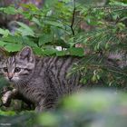 --- Junge Wildkatze ---  ( Felix silvestris )