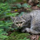 junge Wildkatze im Nationalpark Bayerischer Wald...