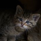 junge Wildkatze im Nationalpark Bayerischer Wald