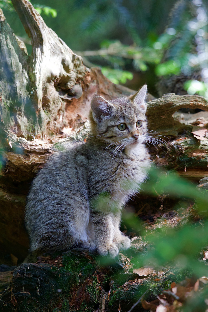 junge Wildkatze im Nationalpark bayerischer Wald...