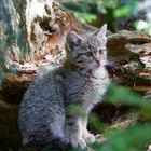 junge Wildkatze im Nationalpark bayerischer Wald...