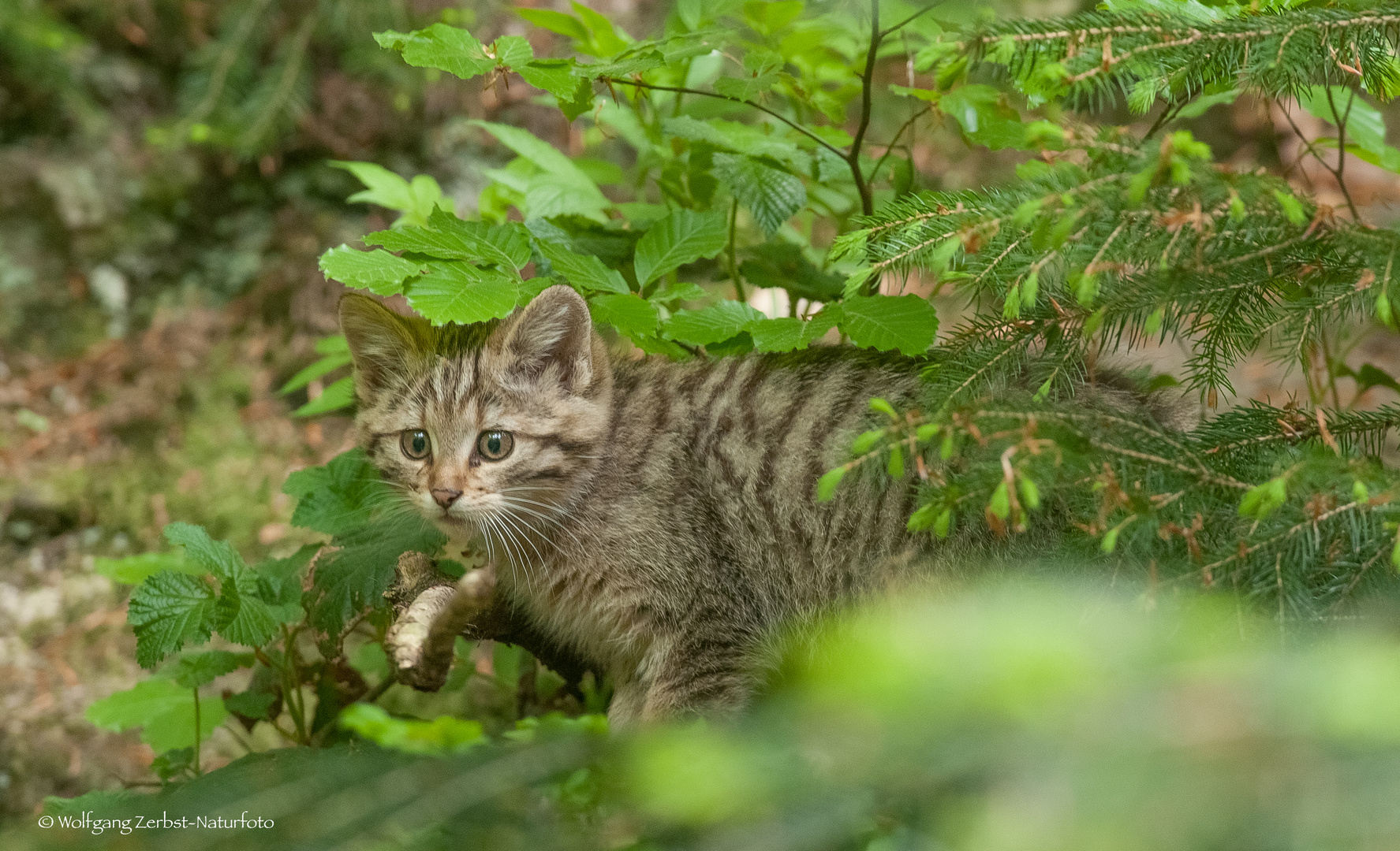  -- Junge Wildkatze im Unterholz --