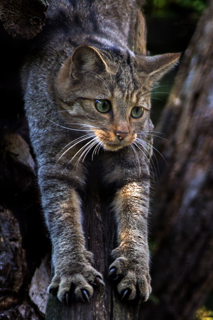 Junge Wildkatze / Tierpark Nordhorn