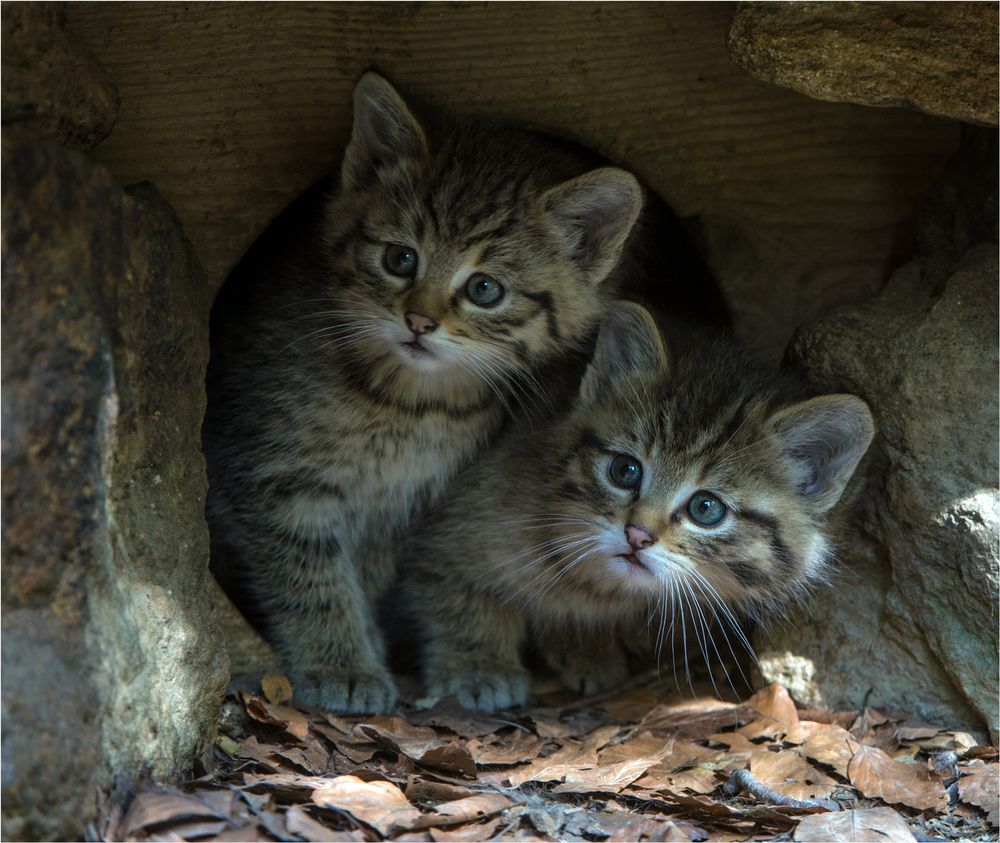 Junge Wildkatzen