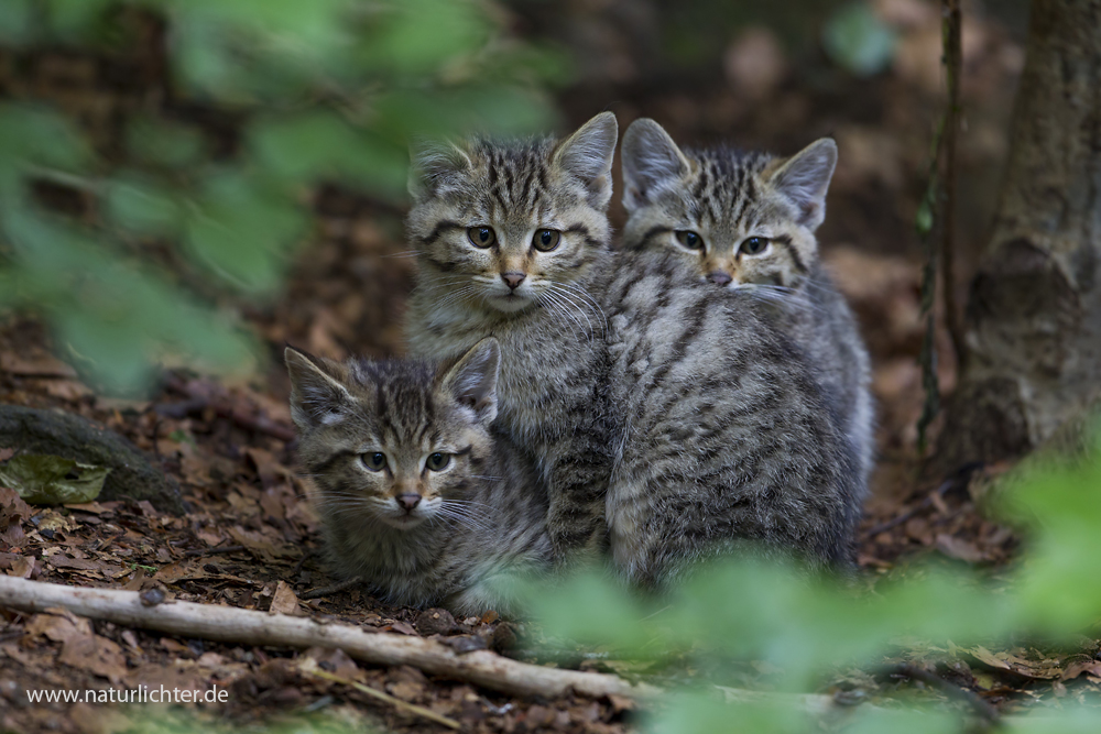 Junge Wildkatzen