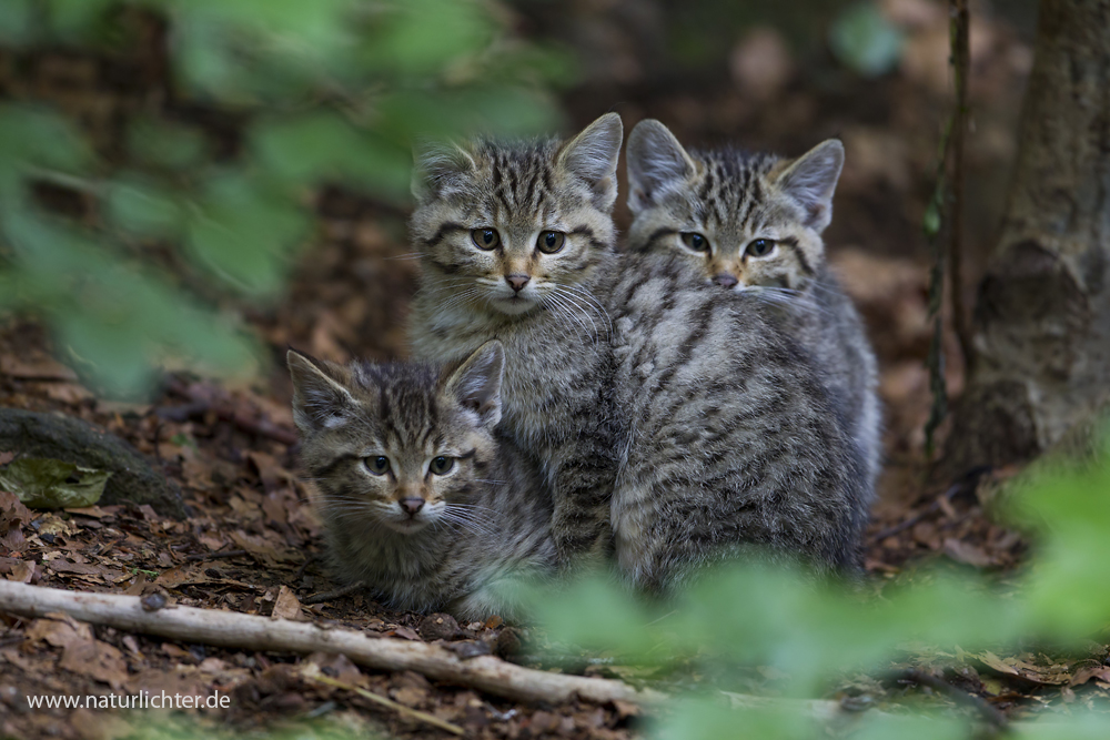Junge Wildkatzen Foto Bild Tiere Zoo Wildpark Falknerei Saugetiere Bilder Auf Fotocommunity