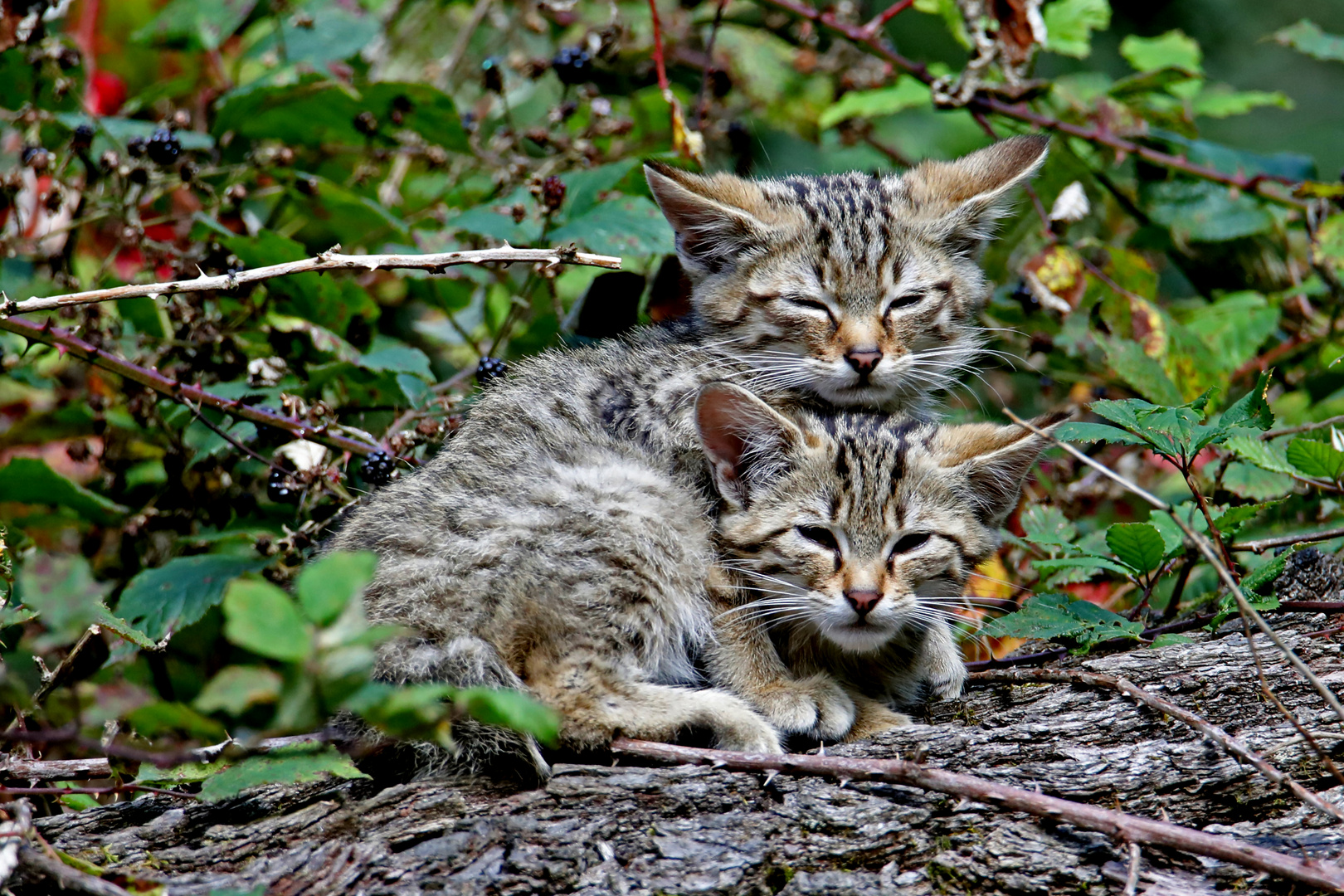 Junge Wildkatzen 