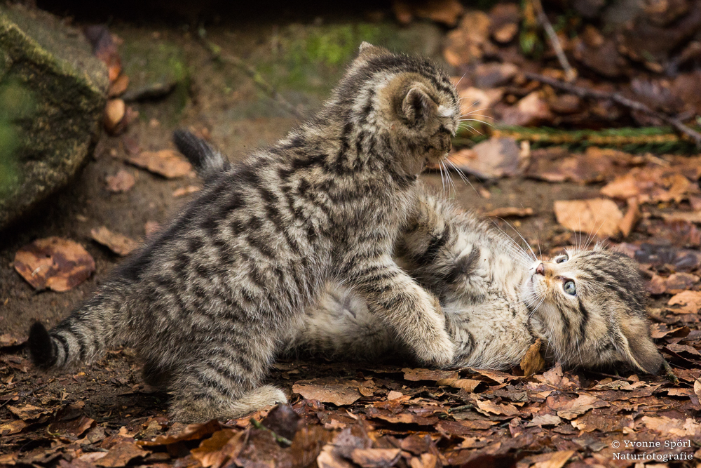 Junge Wildkatzen