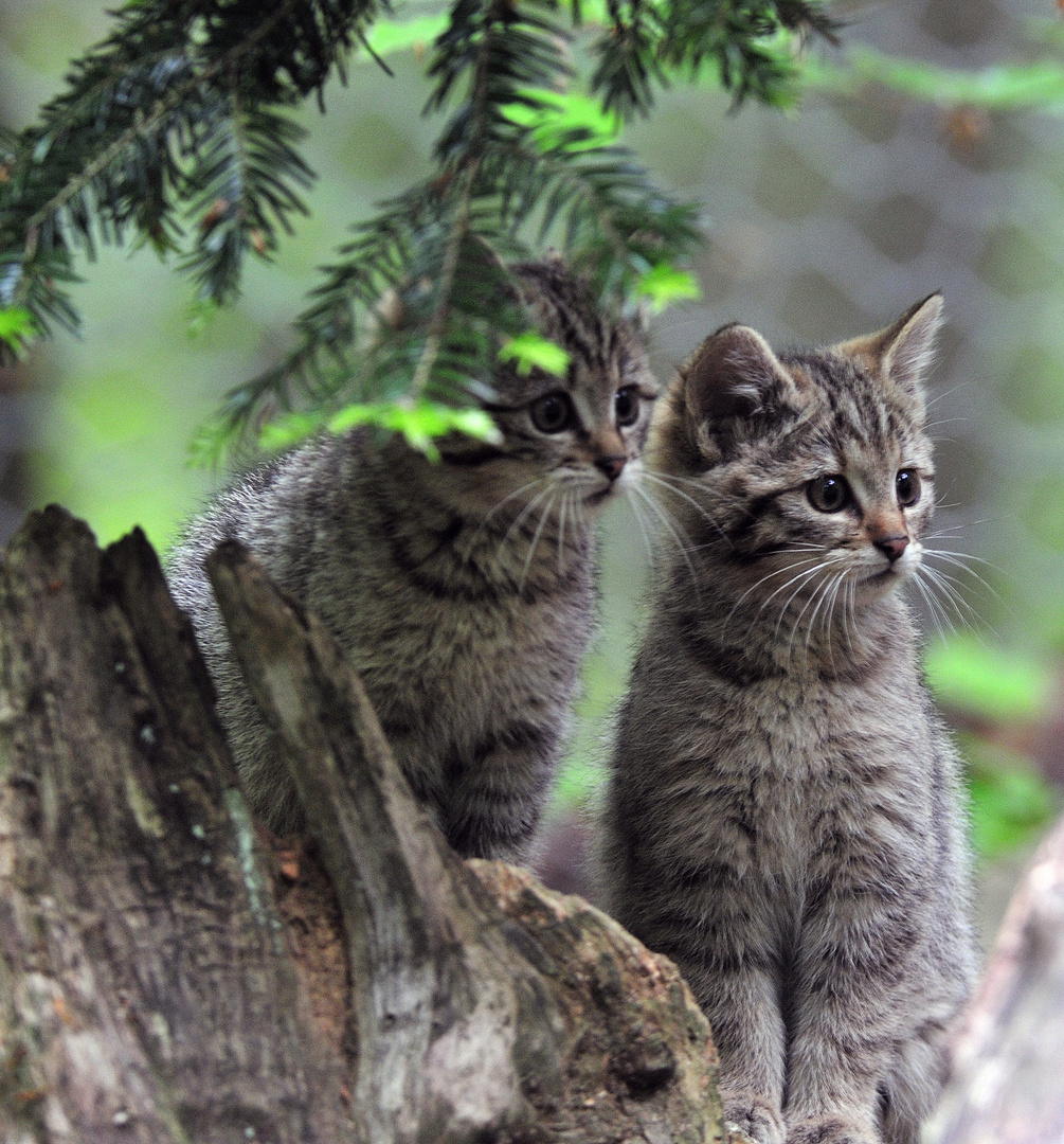  - JUNGE WILDKATZEN - ( Felis silvestris )