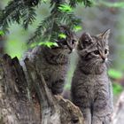  - JUNGE WILDKATZEN - ( Felis silvestris )