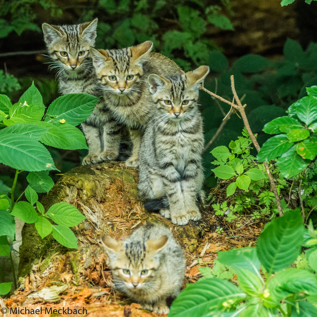 Junge Wildkatzen im Naturpark in Güstrow