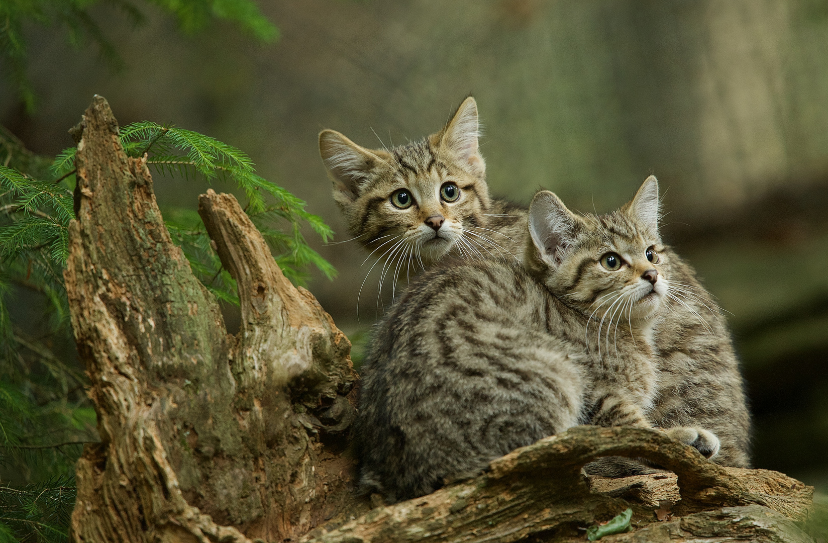 junge Wildkatzen imNationalpark Bayerischer Wald...