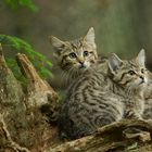 junge Wildkatzen imNationalpark Bayerischer Wald...