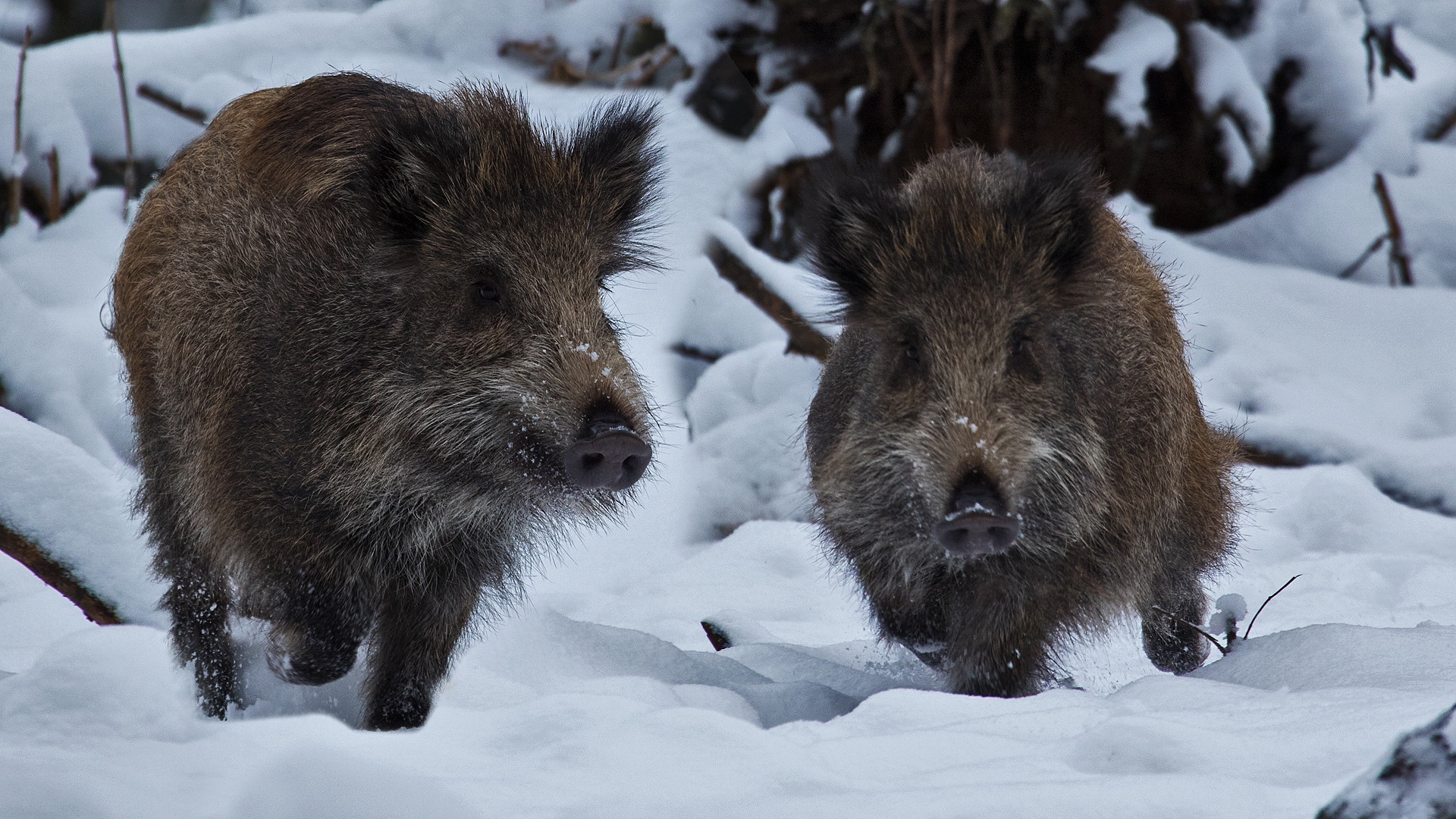 Junge Wildschweine Aufnahme vom 14.01.2017