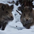 Junge Wildschweine Aufnahme vom 14.01.2017