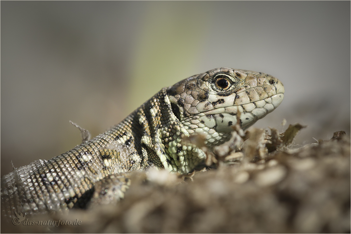 Junge Zauneidechse (Lacerta agilis) 