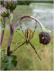 Junge Zebraspinne