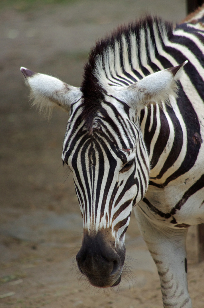 Junge Zebrastute