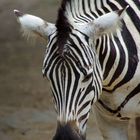 Junge Zebrastute