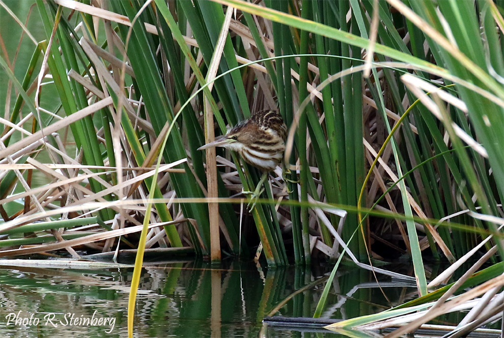 Junge Zwergdommel (lxobrychus minutus)