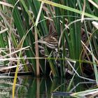 Junge Zwergdommel (lxobrychus minutus)