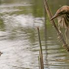 junge Zwergdommel_06.07.2020