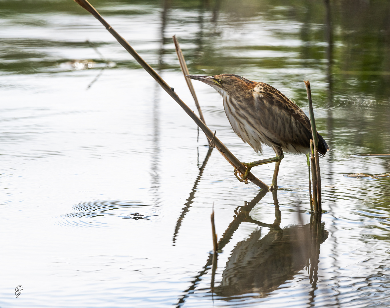 junge Zwergdommel_06.07.2020_b