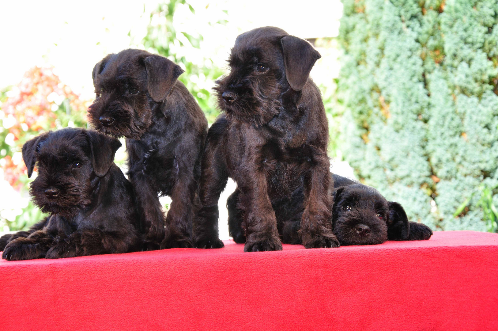 Junge Zwergschnauzer