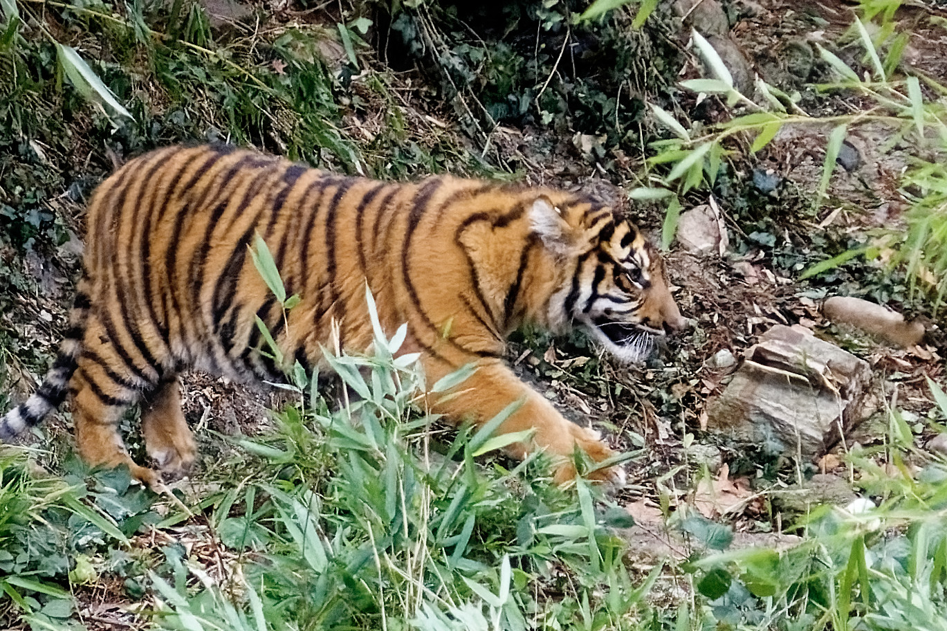 jungeer Tiger 