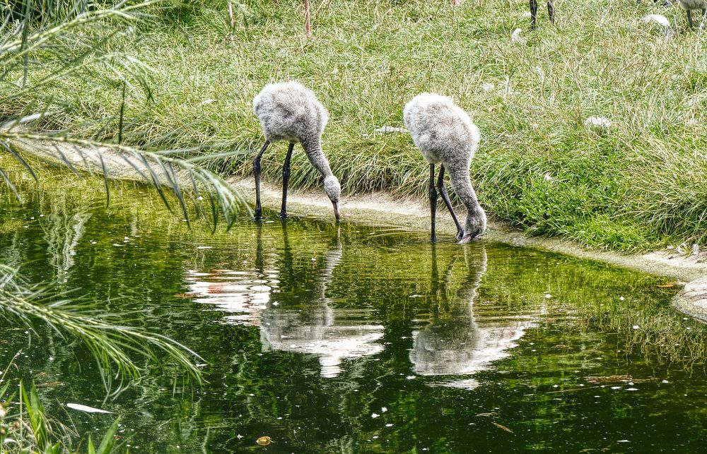 JungeFlamingos 