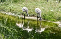 JungeFlamingos 