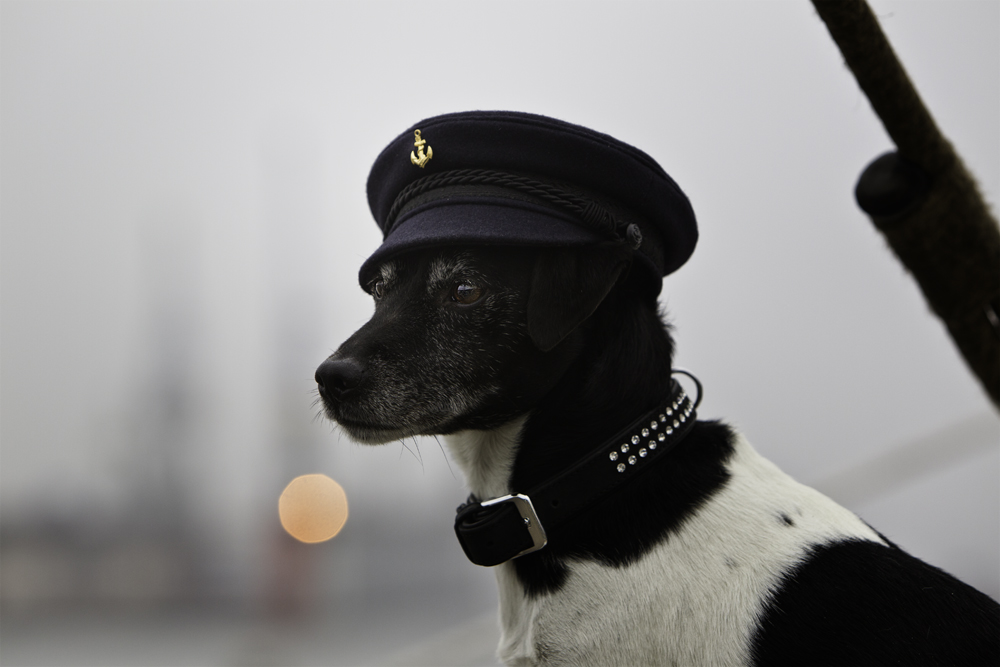 Junge...komm bald wieder... Foto & Bild tiere, haustiere, hunde Bilder auf Junge...komm bald wieder... Foto & Bild tiere, haustiere, hunde Bilder auf