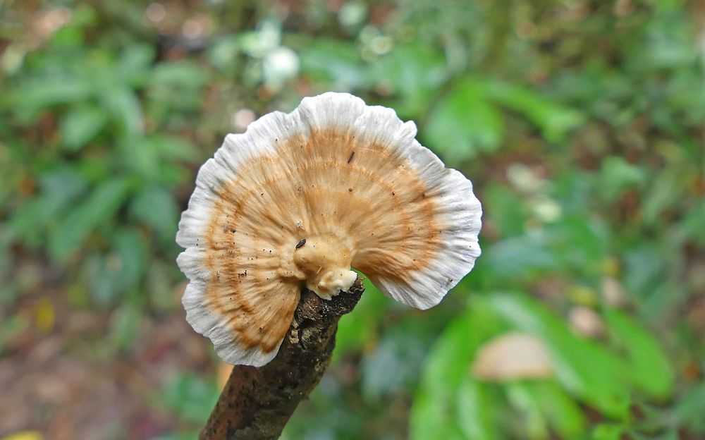 Jungel-Pilz